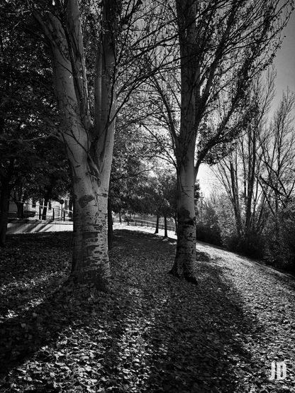 Una fotografía en blanco y negro de un parque o bosque en otoño o invierno. El suelo está totalmente cubierto de hojas caídas, creando un tapiz oscuro y texturizado. Dos grandes árboles de troncos claros y verticales dominan el primer plano y el centro de la imagen, sus ramas se extienden hacia arriba, algunas con hojas dispersas y otras desnudas. El sol, brillante desde el fondo y la derecha, proyecta largas y marcadas sombras sobre las hojas y los troncos. A la izquierda, se intuye un camino con barandilla y edificios en la distancia. A la derecha, el terreno se eleva ligeramente, cubierto de más árboles esbeltos y sin hojas, bajo un cielo luminoso.