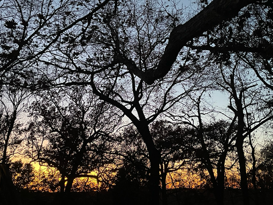 Silhouetted trees against a colorful sunset sky, creating a dramatic contrast between nature and the evening light.