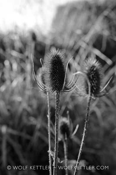 A black and white photograph of the seedheads of self-sown teasels before the blurry background of the garden.