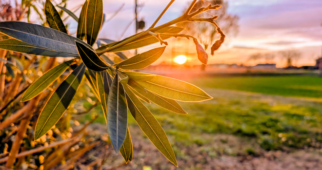 Close-up of oleander leaves lit by warm sunset light, with the sun near the horizon and a soft rural landscape in the background.
