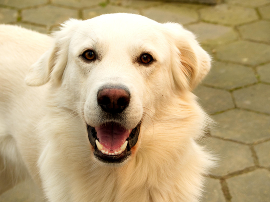 A photo of a lovely cream white dog that looks straight into the camera.