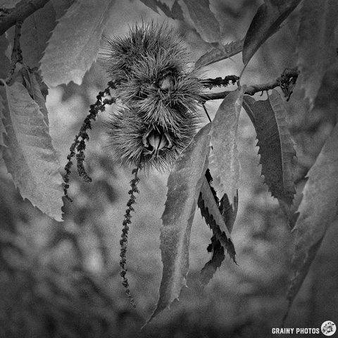A close-up of a chestnuts growing on a tree surrounded by leaves, depicted in black and white.