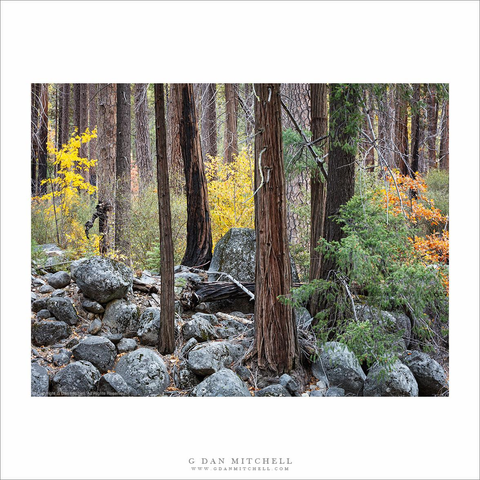 A Yosemite Valley autumn forest.