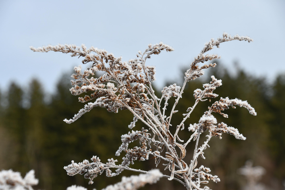 On a cold November morning, a goldenrod flaunts white frost-flowers. Sharp frost crystals rise from every withered flower-bud, renewing each blossom in a frosty finale. Thin goldenrod leaves curl and twist down every flower stem, their green and brown subdued and furred with frost. Dark pine trees provide a sharply contrasting background for most of the plant, while the upper stems bend along the curve of a clouded, slightly blue sky.