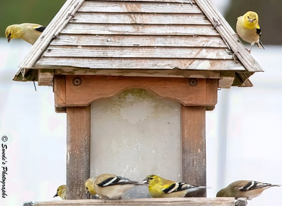 Invasion

"A rustic wooden bird feeder stands like a tiny cabin in the green hush of morning. Its shingled roof is weathered and warm-toned, and the central panel—frosted or opaque—glows softly in the ambient light. But the real spectacle is the flurry of American Goldfinches (Spinus tristis) that have claimed it as their own.

Six goldfinches, bright as sunbursts, animate the scene with their lemon-yellow plumage and crisp black markings. Two perch boldly atop the roof, surveying the area like feathered sentinels. Below, four more cluster around the base, feeding or waiting their turn, their small bodies angled and alert. One bird leans in, beak poised, while another flutters just above the perch, wings blurred in motion.

The birds’ black caps and wings contrast sharply with their golden bodies, and their presence turns the feeder into a living bouquet—yellow petals with wings. The background is a soft blur of green, likely trees or garden foliage, which frames the action without distraction. The composition is balanced yet lively, capturing a moment of communal urgency and cheerful takeover.

Along the left edge, the image bears the signature “© Swede's Photographs,” a quiet nod to the artist who caught this burst of avian choreography." - Microsoft Copilot