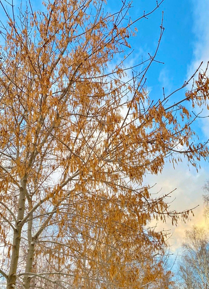 The photo shows the bright orange seeds of a tree against a blue frosty sky.