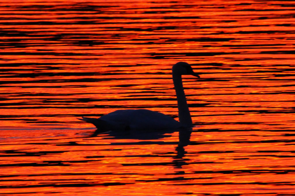Photograph of a swan in silhouette swimming from left to right on a lake surface, reflecting, red, orange and black sunset colors.