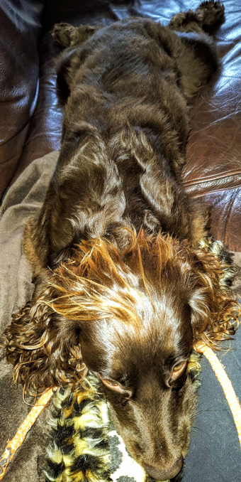 A brown working cocker spaniel lying (sploot, legs splayed) on a brown leather couch with a brown fleece blanket and orange rope toy under his muzzle with black trousers of my leg. Lookup sleepily up at camera from under his golden lock of long fur atop his head.