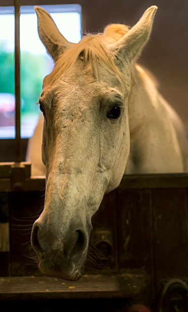 Eine Schimmeldame schaut in ihrem Stall stehend den Fotografen direkt an. Die Ohren sind leicht nach hinten gestellt, und der Ausdruck in ihrem Gesicht scheint tatsächlich höflich nach Leckerlies zu fragen. 
.
A mare stands in her stable and looks directly at the photographer. Her ears are slightly back, and the expression on her face seems to be politely asking for treats. 
.
