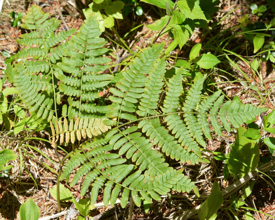 A photo of a fern frond in a forest.