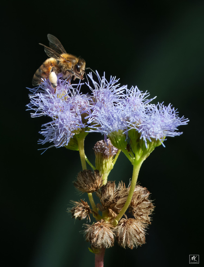Color photo of a western honeybee on top of a feathery tuft of blue mistflower. 