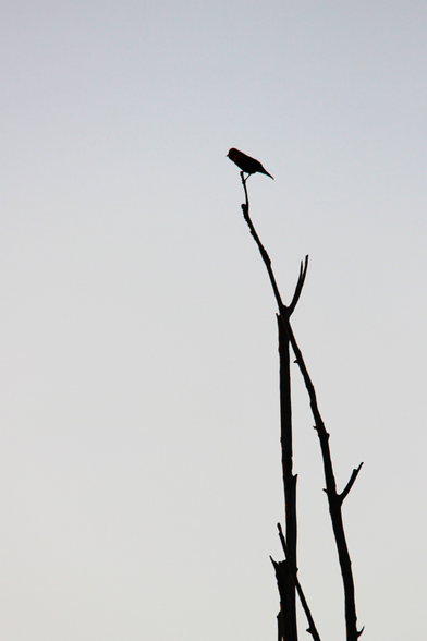 Photograph of a small bird in silhouette perched atop a couple of bare branches also in silhouette. Overall it has a very sparse look.