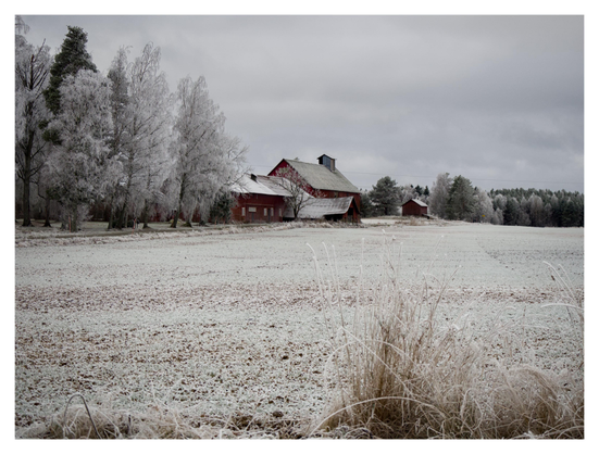 En liggande bild på några ekonomibyggnader i rött trä efter en grusväg. Frostiga träd på ena sidan vägen, på den andra en åker. I förgrunden långt gräs och himmelen är täckt av grå moln.