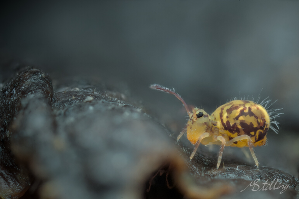 Globular springtail, looking left. Focus stacked