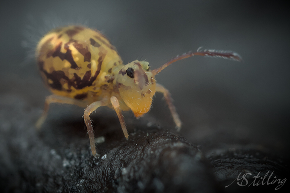 Globular springtail facing lower right corner