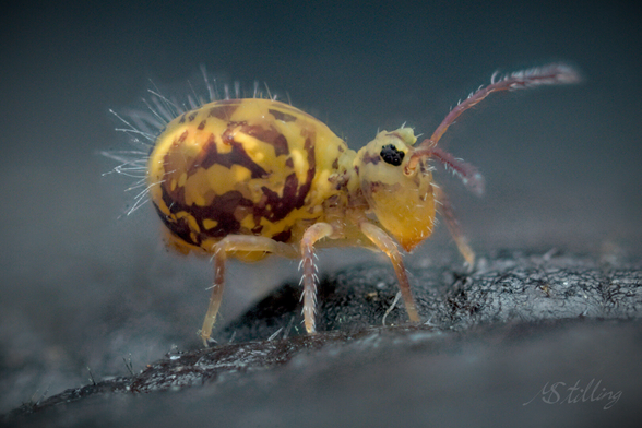 Globular springtail, looking right. It's not the best focus stack.