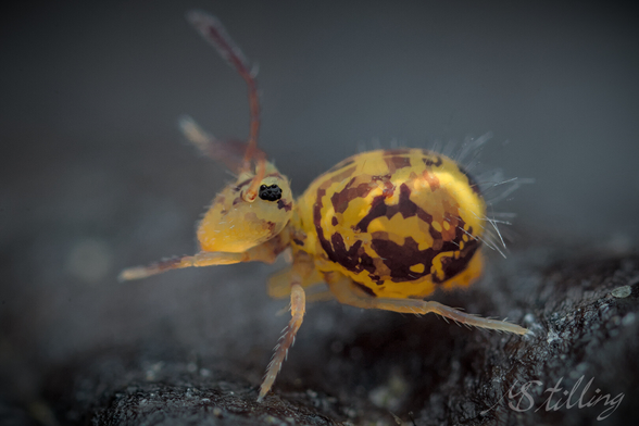 Globular springtail, looking left. Single shot