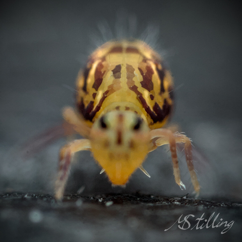 Globular springtail facing camera. Unfortunately it moved too fast. I really wish the eyes could have been in focus, but we get to se a beautiful symmetric voronoi pattern.