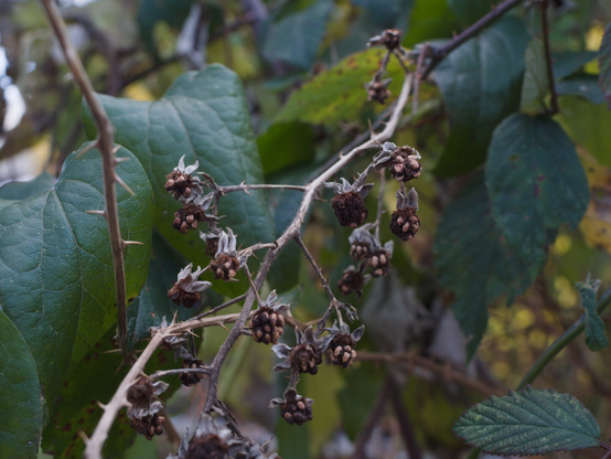 Dryed out Blackberrys in coulor