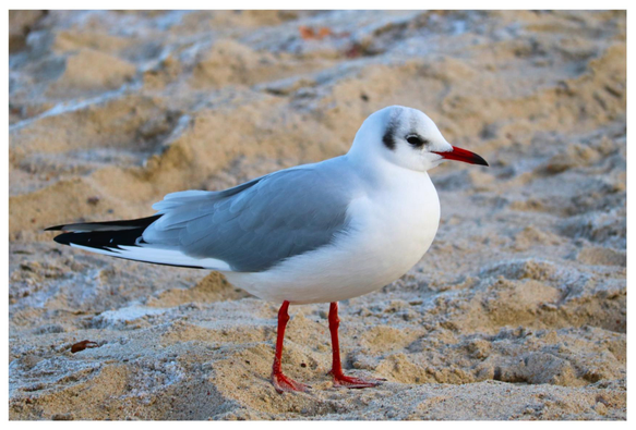 Eine weiße Möve steht auf mit Frost überzogenem Sand. Ihr roter Schnabel und die roten Beine bilden einen Kontrast zu dem eisigen Sand.