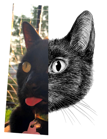 Black and white drawing of a black cat named Gobby, with the left half of the image being the reference.