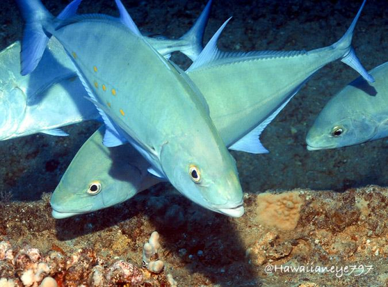 Sleek light blue fish swimming over an ocean reef. The fish have slender tails and fins colored blue and round pale yellow eyes with dark pupils.