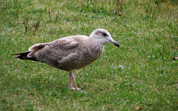 Closeup of a gull walking on green grass (profile).