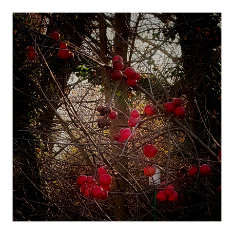 Rote Äpfel an einem kahlen Baum, dahinter kahles Gesträuch und Bäume