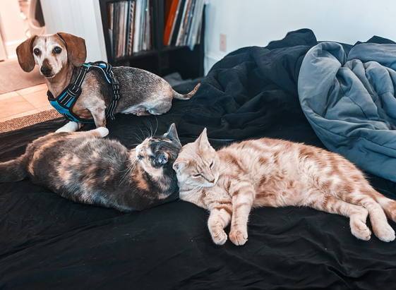 Two cats and a dachshund on a bed. 