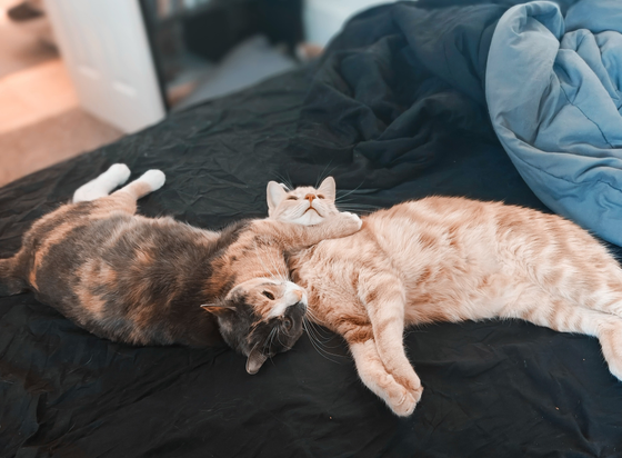 Two cats on a bed. 
