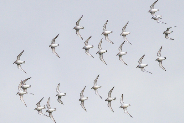 22 Knot (part of a flock of several hundred), flying from right to left of frame, the birds are turning away from camera exposing their pale undersides .