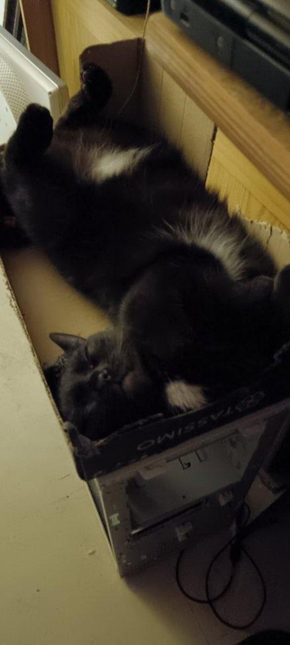 Situations.. 
#cat #cats #catsofmastodon