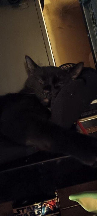 Situations.. 
#cat #cats #catsofmastodon