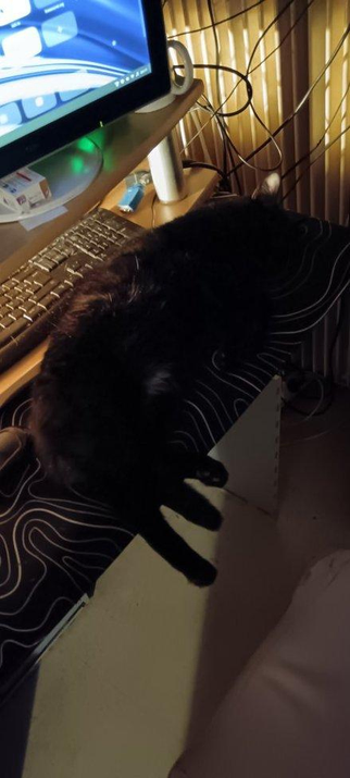 Situations.. 
#cat #cats #catsofmastodon