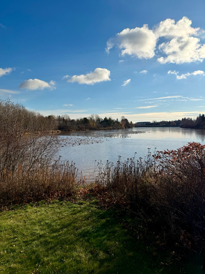 A serene photo of a large flock of seagulls on the lake. White clouds in a bright blue sky. Leafless shrubs and still green grass in foreground. 