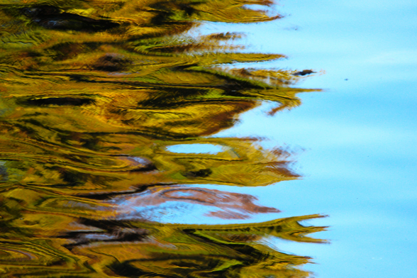 Photograph of the reflections of green leaves and sky in water forming the illusion of flames licking off the left side of the image.