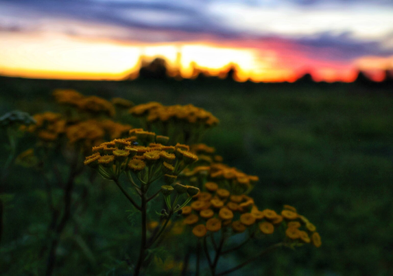A serene countryside scene at sunset, featuring vibrant yellow tansy flowers in sharp focus in the foreground. The flowers stand out against a softly blurred meadow and horizon. The sky is painted with warm hues of orange, pink, and purple as the sun sets, casting a golden glow over the landscape. The background includes silhouettes of trees and rolling fields, creating a peaceful and picturesque atmosphere. The overall mood is calm and reflective, capturing the beauty of nature during the evening.