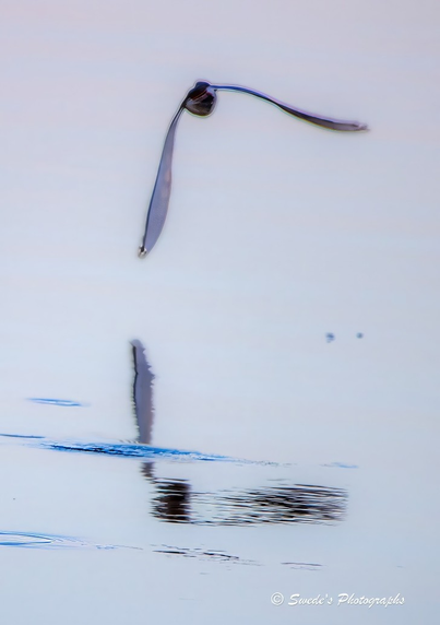 "An osprey glides just inches above a still, glassy surface, its wings outstretched in a powerful yet graceful arc. The bird’s body is taut with motion—muscles coiled, talons tucked, eyes locked forward with predatory focus. Beneath it, the water mirrors its flight, capturing the full span of its wings in a shimmering reflection. But the mirror is imperfect: gentle ripples distort the symmetry, turning the osprey’s double into a dreamlike echo. The background is a wash of soft pastels—muted blues, blush pinks, and hints of lavender—suggesting either dawn’s first light or the hush of evening. The entire scene hums with serenity and precision, as if time paused to honor this moment of aerial mastery. The image is signed “© Swede’s Photographs” in the bottom right corner, a quiet nod to the artist’s witness." - Microsoft Copilot
