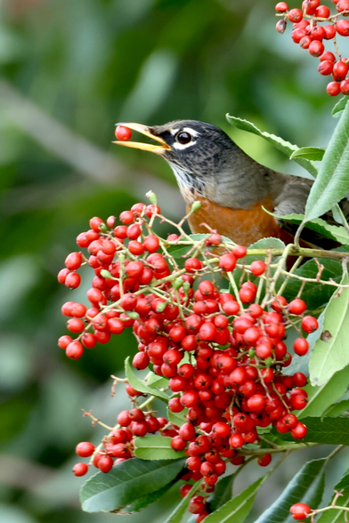 perched above a massive cluster of red berries a medium sized bird has one berry in its beak, about to be eaten.

From Wikipedia: the bird’s head varies from jet black to gray, with white eye arcs and white supercilia . The throat is white with black streaks, and the belly and undertail coverts are white. The adult has a brown back and a reddish-orange breast, varying from a rich red maroon to peachy orange. The bill is mainly yellow with a variably dark tip, the dusky area becoming more extensive in winter, and the legs and feet are brown.