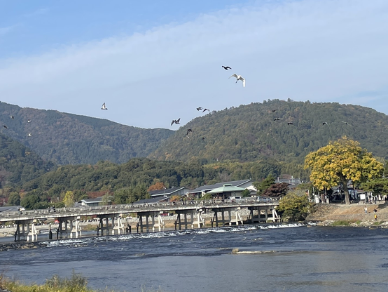 The fabled Moon-Crossing Bridge (渡月橋) with egrets (白鷺) and blue herons (青鷺) soaring above.