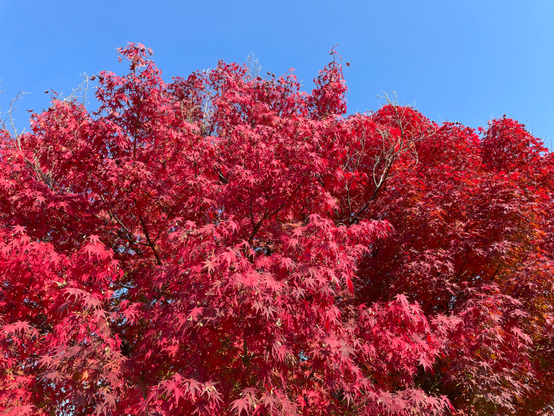 Decorative maple tree leaves at their red peak.