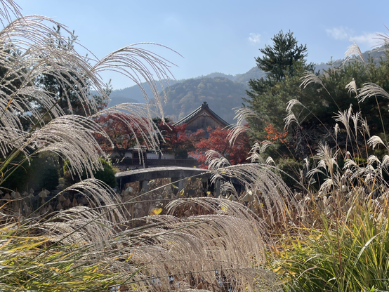 Pampas grass, red maple leaves, and a little bridge over a lotus pond at the Zen temple Tenryūji (天龍寺).
