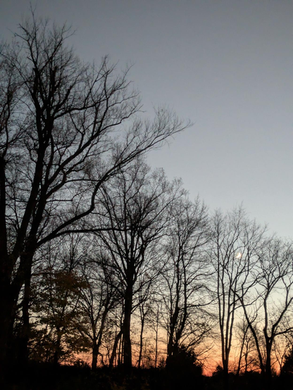 Photo looking west through the dark silhouettes of mostly bare trees. Low in the sky there are shades of orange and red, as the sun has just set. The crescent moon appears to be cradled in the upper boughs of a skeletal tree.