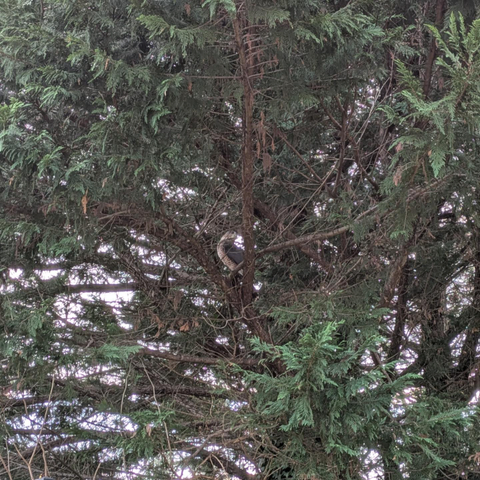 Photo looking deep into an evergreen tree. Near the center of the frame, a medium sized raptor — a bird with slate blue wings, a blue and brown head, and a brown and white mottled belly — is perched on a branch with its head turned as if it is staring at the camera.