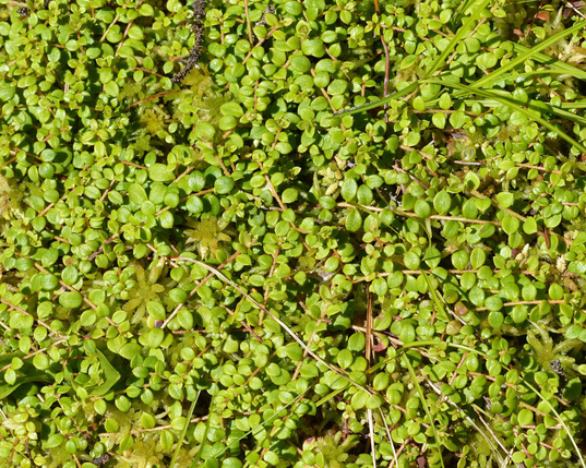 A photo of a patch of creeping snowberry.