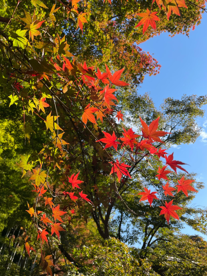 Looking up at a spray of red Japanese maple leaves amongst other mostly green trees. A clear blue sky with slight wispy clouds beyond the tree tops.
