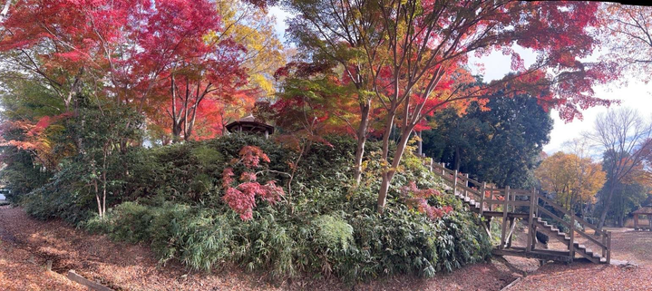 A panorama of a wooded bank looking up into the boughs of trees glowing with autumnal reds, yellows and burnt sienna. Japanese maples make this scene. To the right is a set of wooden steps seen in profile leading up to a wooden shelter with a gently conical roof. Green deciduous shrubbery covers much of the bank and fallen leaves carpet the foreground. It is a vibrant morning but much of the sky is obscured. 

A beech leaf has just hit my head as I type this. 