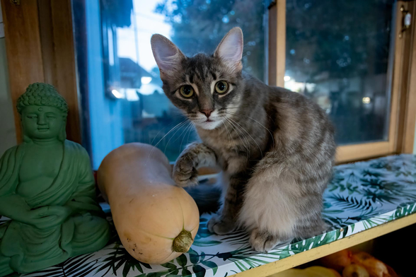 Your Daily Dose of Fluff 🐾

A taste of Autumn, some Buddha and a whole lot of Luna. Balance indeed.