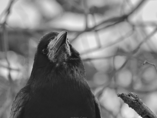 Bird, closeup, black and white, photo