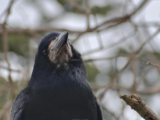 Bird, closeup, color, photo